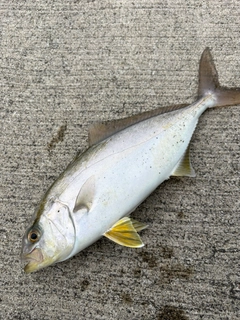ショゴの釣果