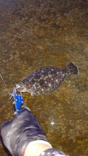 ソゲの釣果
