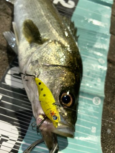 フッコ（マルスズキ）の釣果