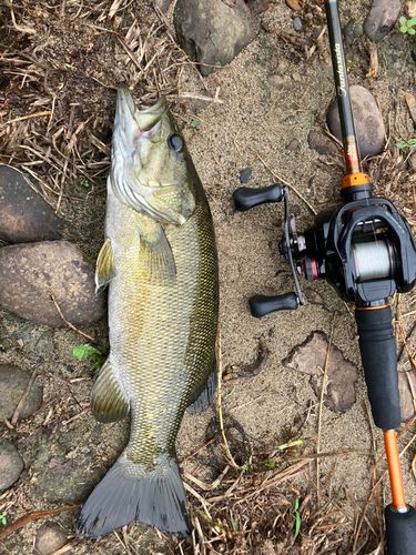 スモールマウスバスの釣果