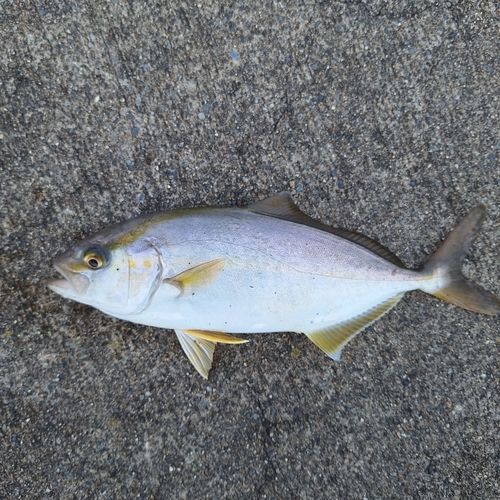 ショゴの釣果