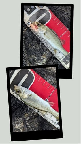 セイゴ（タイリクスズキ）の釣果