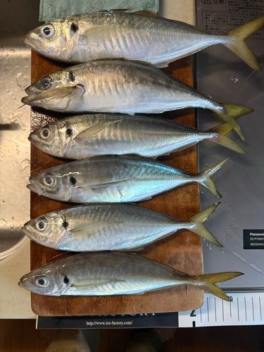 アジの釣果
