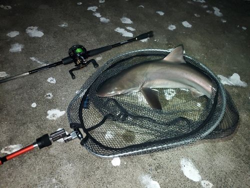 サメの釣果