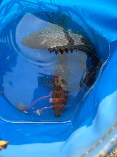 オオモンハタの釣果