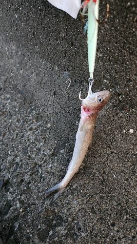 エソの釣果