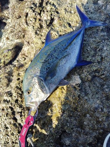 カスミアジの釣果