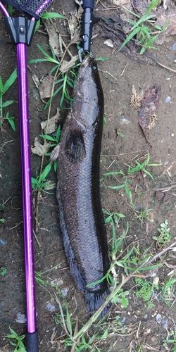 ライギョの釣果