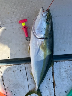 ブリの釣果