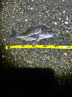 チヌの釣果