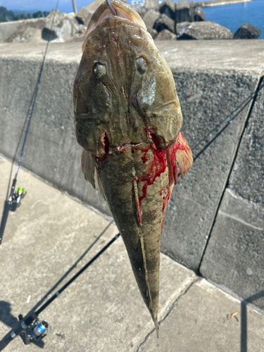 マゴチの釣果