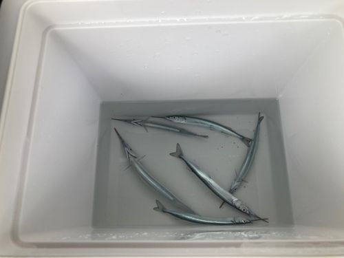サヨリの釣果