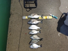 チヌの釣果
