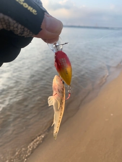 ハゼの釣果
