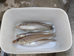 キスの釣果