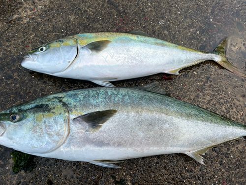 ブリの釣果