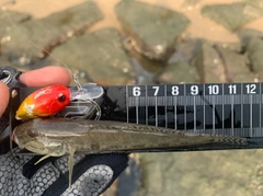 ハゼの釣果