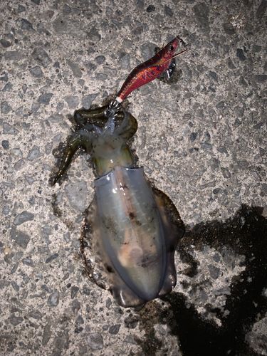 アオリイカの釣果
