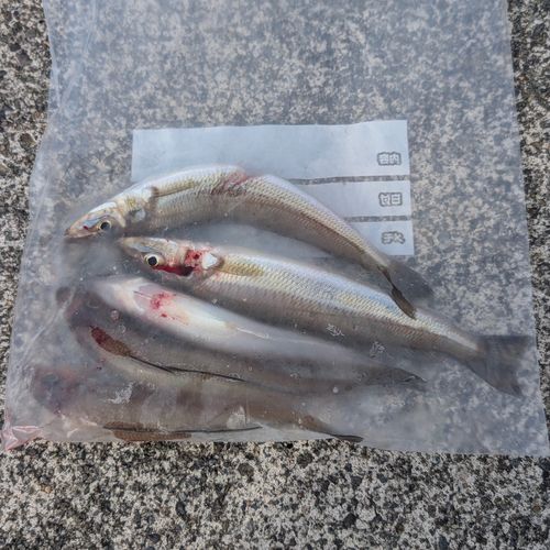シロギスの釣果