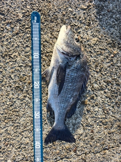チヌの釣果
