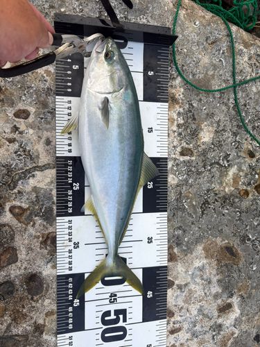 フクラギの釣果