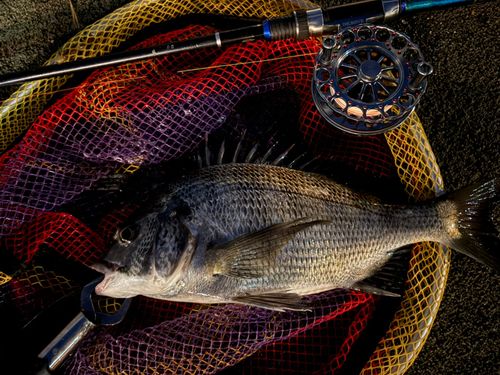 クロダイの釣果