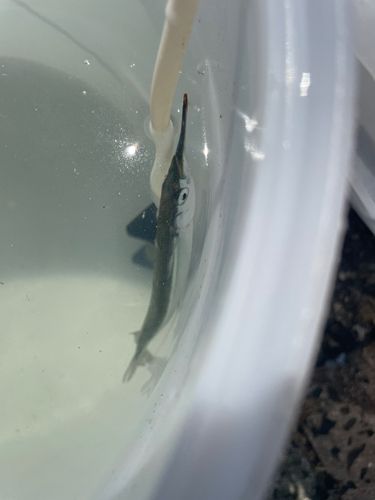 サヨリの釣果