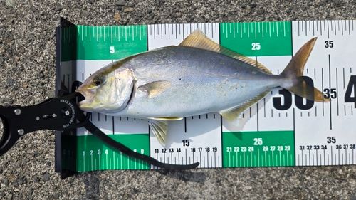 ショゴの釣果