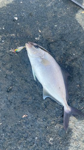 ヒレナガカンパチの釣果