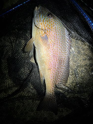コロダイの釣果