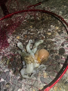 タコの釣果