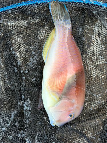 イラの釣果