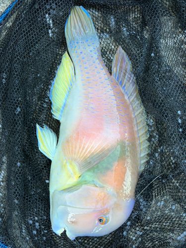 イラの釣果