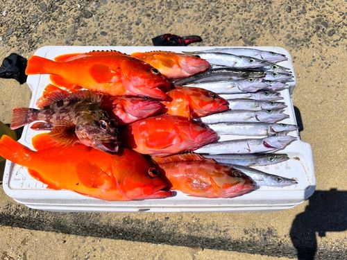 アカハタの釣果