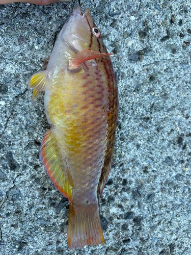 ベラの釣果