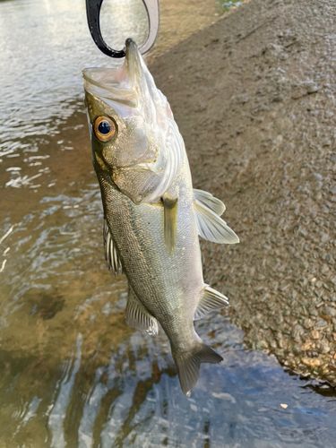 セイゴ（マルスズキ）の釣果