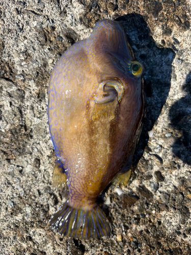 キタマクラの釣果