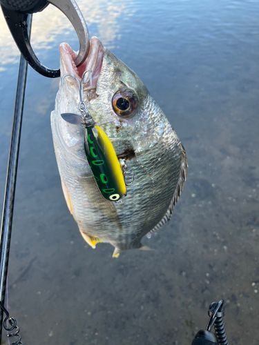 キビレの釣果
