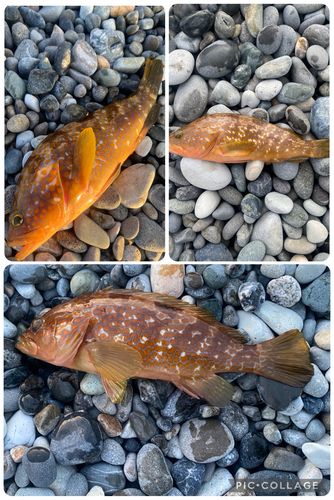 キジハタの釣果