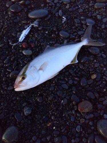 ショゴの釣果