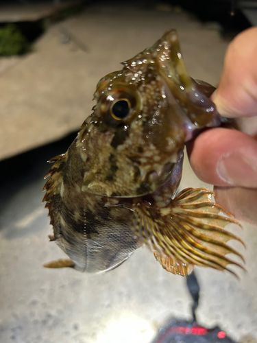 カサゴの釣果