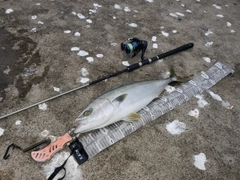ワラサの釣果