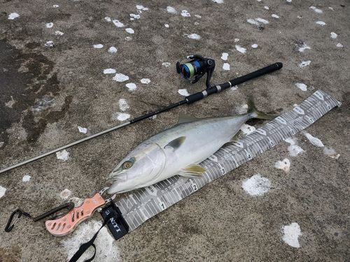 ワラサの釣果