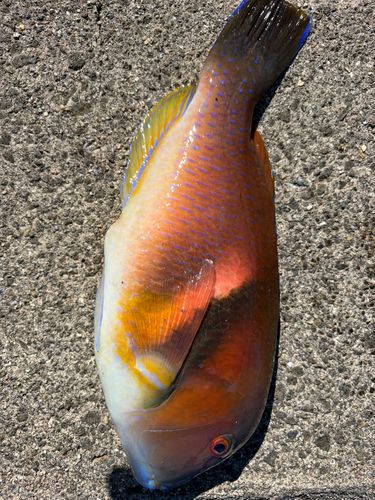 イラの釣果