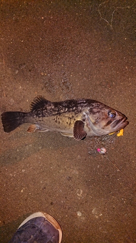 クロソイの釣果