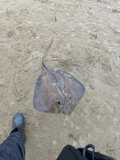 アカエイの釣果