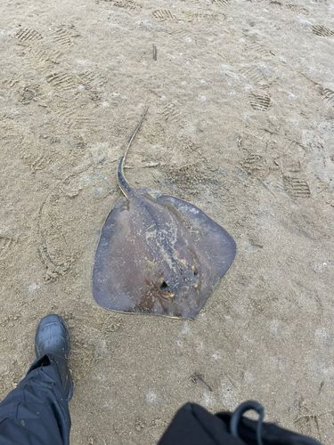 アカエイの釣果