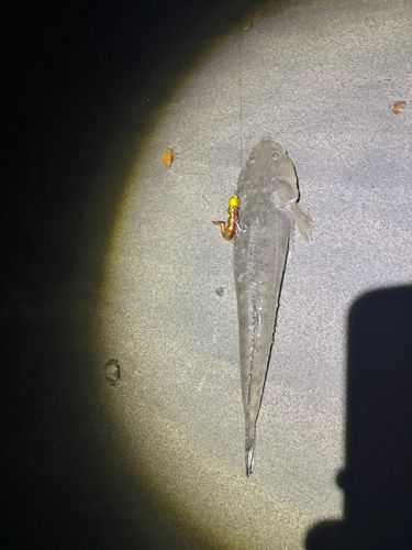 マゴチの釣果