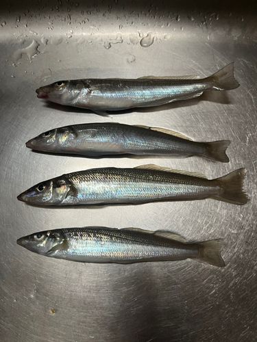 シロギスの釣果