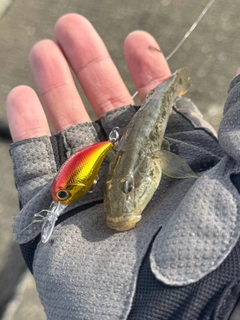 マハゼの釣果